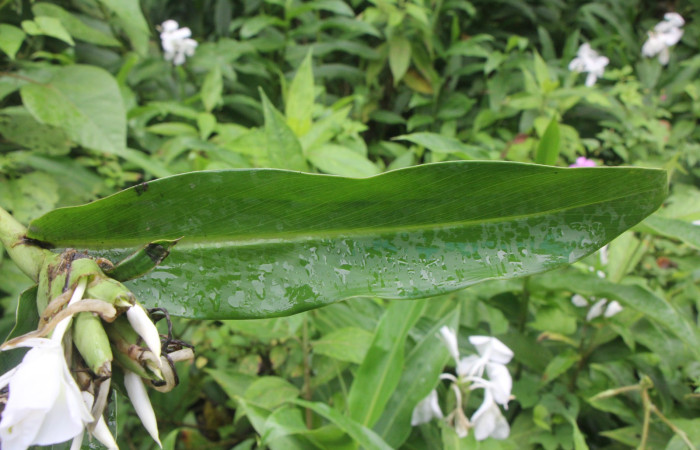 Figura. 4 Hoja haz, <i>Hedychium coronarium</i>, (Zingiberaceae). Area de Conservación Guanacaste, Sector Rincón  Rain Forest, Estación Leiva. Selva, (elevación 410 metros), colectada el 21 de setiembre 2024. Foto, Jorge Hernández.