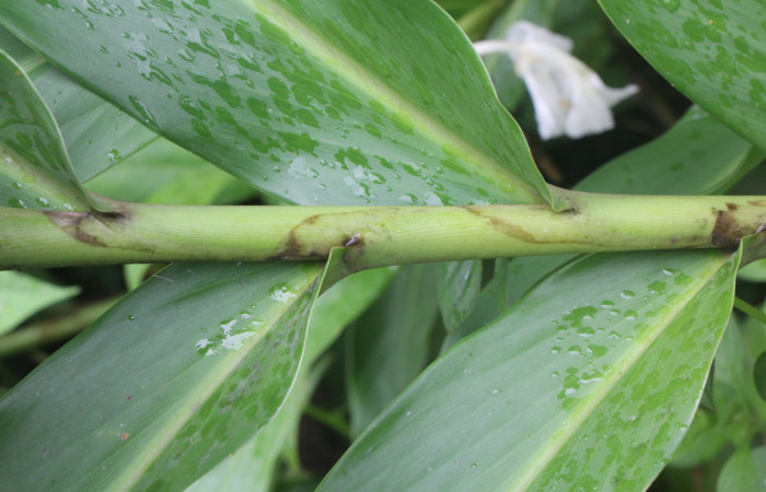 Figura. 5 Hojas, <i>Hedychium coronarium</i>, (Zingiberaceae). Area de Conservación Guanacaste, Sector Rincón  Rain Forest, Estación Biológica Leiva. Selva, (elevación 410 metros), colectada el 21 de setiembre 2024. Foto, Jorge Hernández.