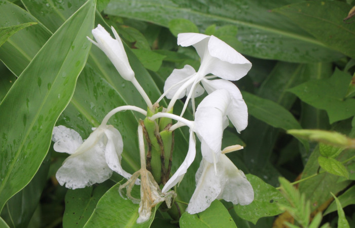Figura. 6 Flores, <i>Hedychium coronarium</i>, (Zingiberaceae). Area de Conservación Guanacaste, Sector Rincón  Rain Forest, Estación Leiva. Selva, (elevación 410 metros), colectada el 21 de setiembre 2024. Foto, Jorge Hernández.
