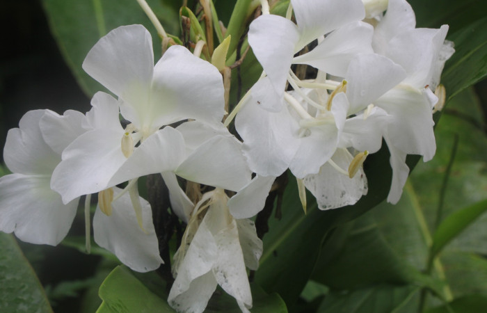 Figura. 7 Flores agrupadas, <i>Hedychium coronarium</i>, (Zingiberaceae). Area de Conservación Guanacaste, Sector Rincón  Rain Forest, Estación Biológica Leiva. Selva, (elevación 410 metros), colectada el 21 de setiembre 2024. Foto, Jorge Hernández.