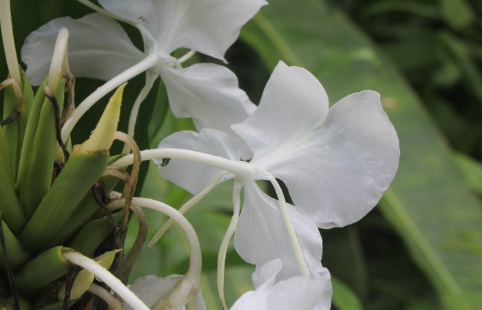 Figura. 8 Botones florales, <i>Hedychium coronarium</i>, (Zingiberaceae). Area de Conservación Guanacaste, Sector Rincón  Rain Forest, Estación Biológica Leiva. Selva, (elevación 410 metros), colectada el 21 de setiembre 2024. Foto, Jorge Hernández.