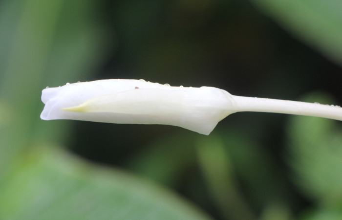Figura. 9 Botón de flor, <i>Hedychium coronarium</i>, (Zingiberaceae). Area de Conservación Guanacaste, Sector Rincón  Rain Forest, Estación Biológica Leiva. Selva, (elevación 410 metros), colectada el 21 de setiembre 2024. Foto, Jorge Hernández.