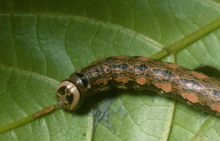 Figura 6. Larva de <i>Disphragis</i> danalaDHJ04 (Notodontidae). Parte dorsal, último estadio. Voucher: 04-SRNP-60324-DHJ87641.jpg.