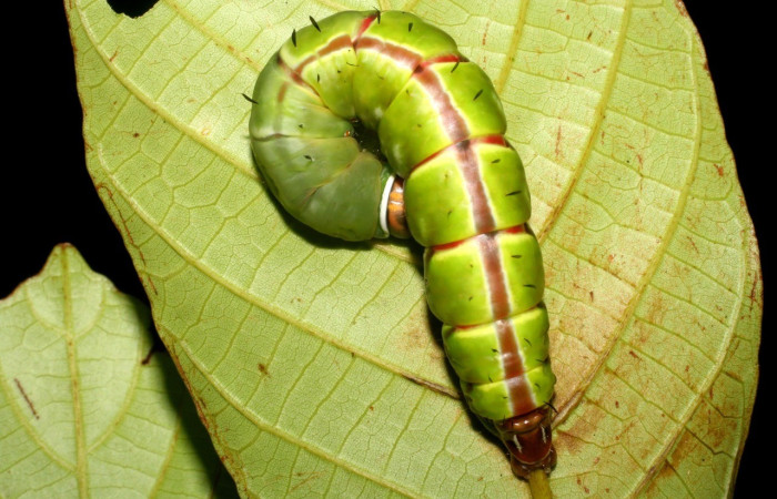 Figura 1. Larva de <i>Disphragis</i> danalaICG01 (Notodontidae). Parte dorsal, PU estadio. Voucher: 07-SRNP-2489-DHJ425807.jpg.