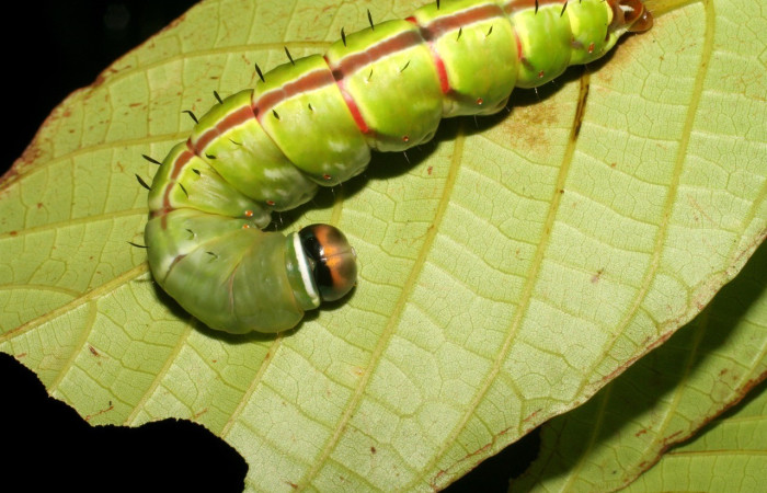 Figura 2. Larva de <i>Disphragis</i> danalaICG01 (Notodontidae). Parte dorsal, PU estadio. Voucher: 07-SRNP-2489-DHJ425809jpg.