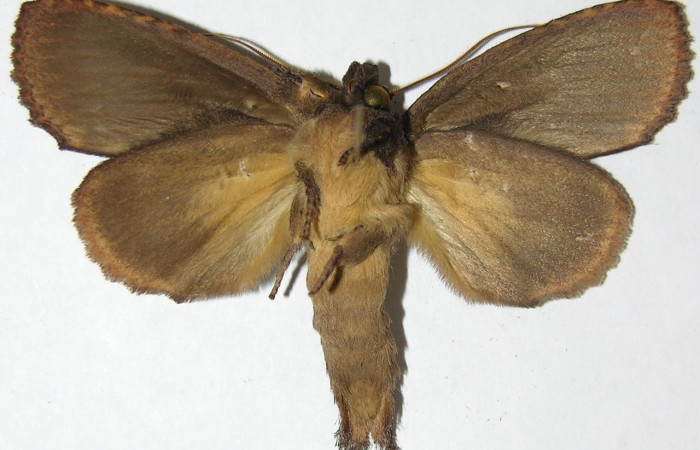 Figura 8. Adulto de <i>Disphragis</i> danalaICG01 (Notodontidae). Voucher: 07-SRNP-3151-DHJ387619.