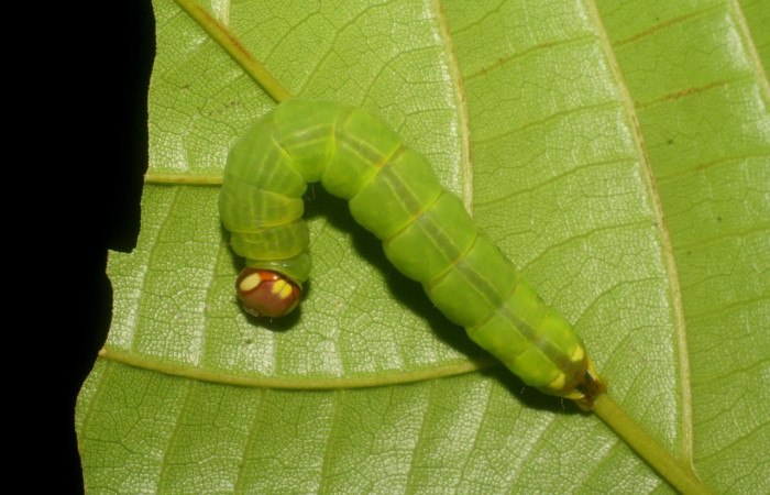Figura 4. Larva de <i>Disphragis</i> danalaICG01(Notodontidae). Parte frontal, último estadio. Voucher: 08-SRNP-2679-DHJ437404.jpg.