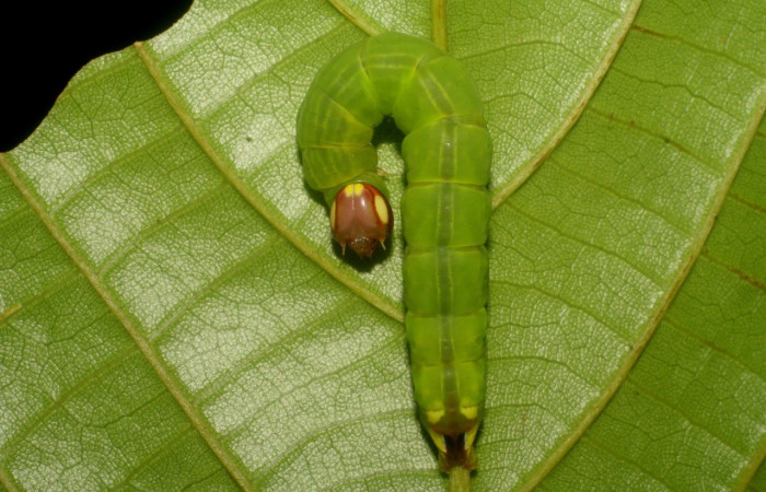 Figura 3. Larva de <i>Disphragis</i> danalaICG01 (Notodontidae). Parte frontal, último estadio. Voucher: 08-SRNP-2679-DHJ437406.jpg.