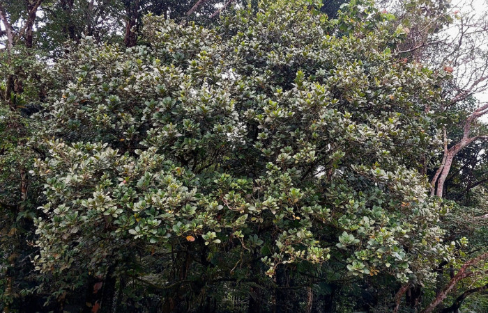 Figura 9. Arbol de <i>Sloanea faginea</i> (Elaeocarpaceae)  del cual se alimenta y se hospeda <i>Disphragis</i> danalaICG01 (Notodontidae). Foto: Carolina Cano, 26 septiembre 2024. Sendero Colegio. Dos Rios de Upala.