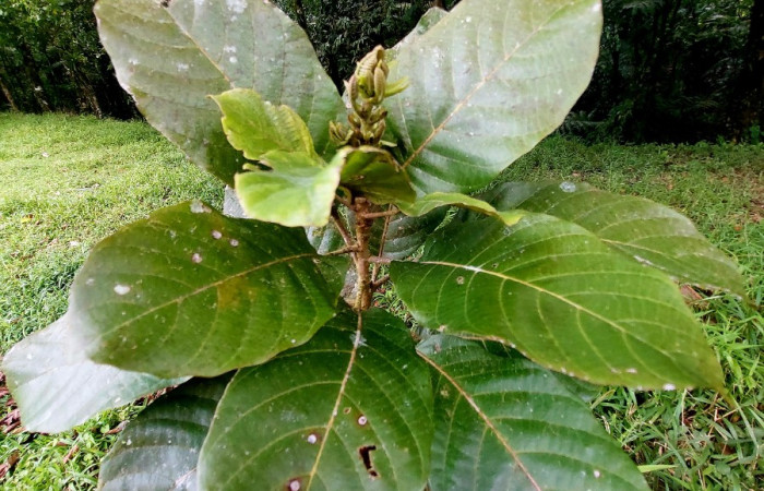 Figura 10. Hojas de <i>Sloanea faginea</i> (Elaeocarpaceae) simples alternas. Foto: Carolina Cano, 26 septiembre 2024. Sendero Colegio. Dos Rios de Upala.