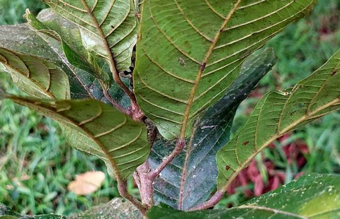 Figura 11. Envés de hojas de <i>Sloanea faginea</i> (Elaeocarpaceae) simples alternas. Foto: Carolina Cano, 26 septiembre 2024. Sendero Colegio. Dos Rios de Upala.