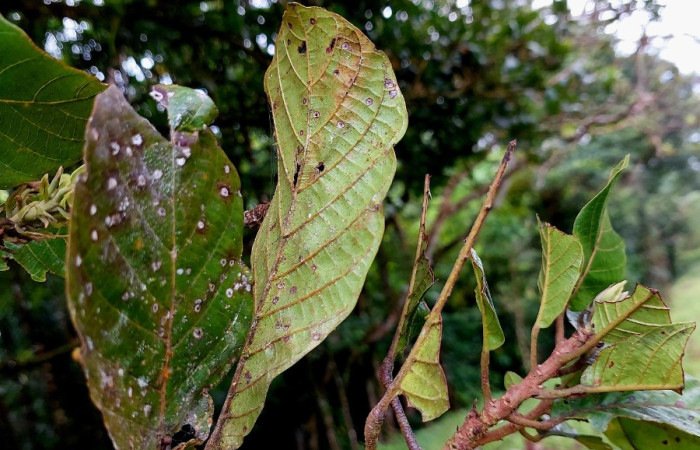 Figura 12. Hojas de <i>Sloanea faginea</i> (Elaeocarpaceae) con señas de que alguna larva estuvo alimentandose. Foto: Carolina Cano, 26 septiembre 2024. Sendero Colegio. Dos Rios de Upala.