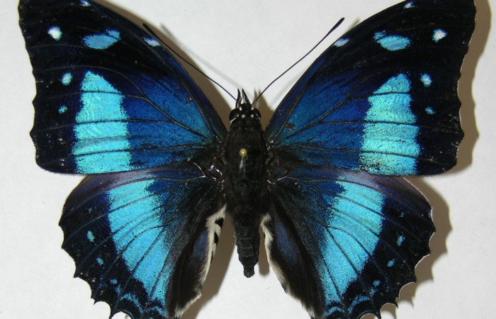 Figura 10. Adulto de <i>Baeotus beotus</i> (Nymphalidae). Parte dorsal. Voucher: 09-SRNP-31431-DHJ507244.