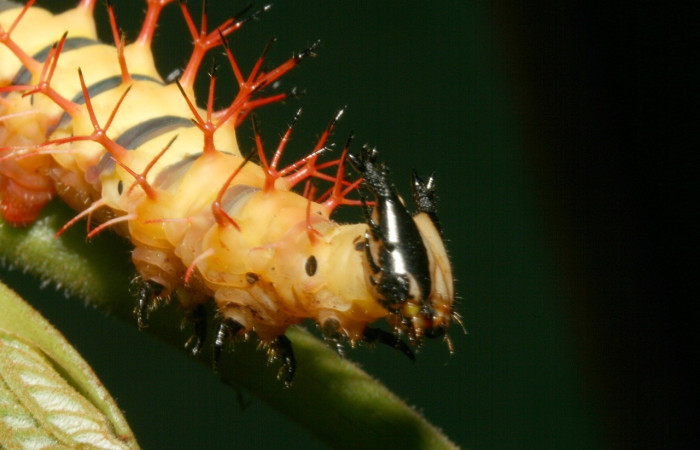 Figura 2. Larva de <i>Baeotus beotus</i> (Nymphalidae). Parte frontal. U estadio. Voucher: 12-SRNP-2286-DHJ487158.jpg.