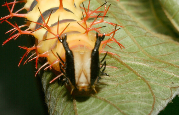 Figura 3. Larva de <i>Baeotus beotus</i> (Nymphalidae). Parte frontal. U estadio. Voucher: 12-SRNP-2286-DHJ487159.jpg.