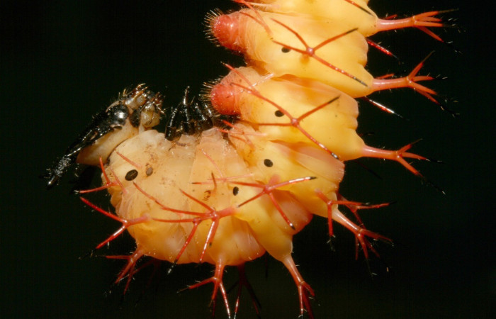 Figura 5. Prepupa de <i>Baeotus beotus</i> (Nymphalidae). Parte lateral. U estadio. Voucher: 12-SRNP-2286-DHJ487163.jpg.