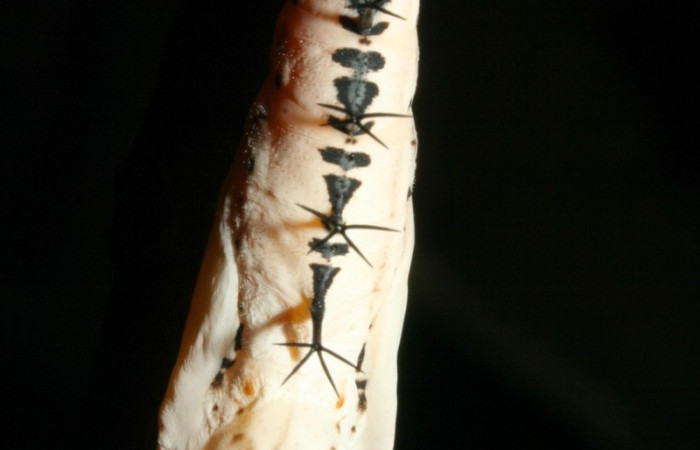 Figura 7. Pupa de <i>Baeotus beotus</i> (Nymphalidae). Voucher: 12-SRNP-2286-DHJ487167.jpg.