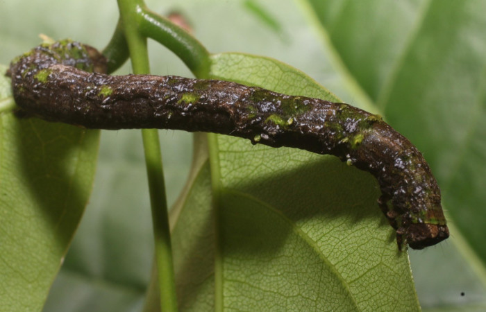  Larva en posición lateral de <i>Pero stuposaria</i> (Geometridae), U estadio. Sector San Cristóbal, Sendero Huerta. Voucher 19-SRNP-1764-DHJ758972.jpg.