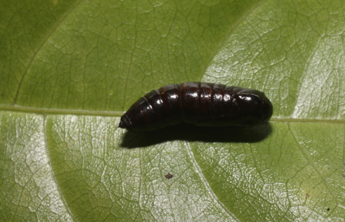  Pupa en posición lateral de <i>Pero stuposaria</i> (Geometridae). Sector San Cristóbal, Sendero Huerta. Voucher 19-SRNP-1764-DHJ758986.jpg.