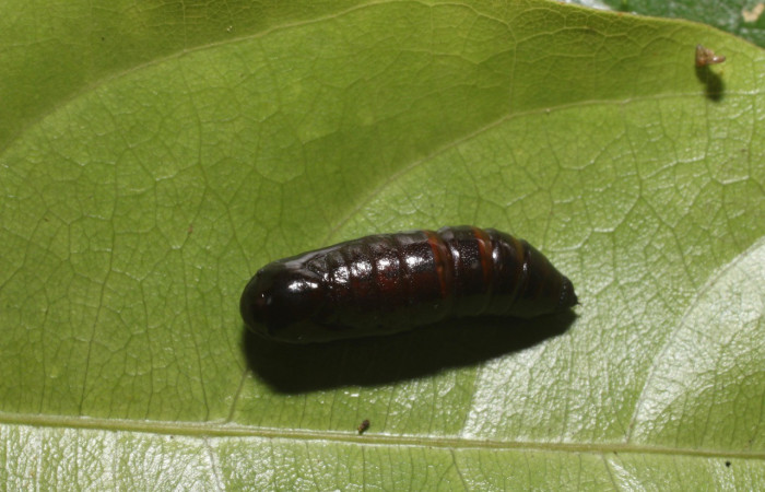  Pupa en posición dorsal de <i>Pero stuposaria</i> (Geometridae). Sector San Cristóbal, Sendero Huerta. Voucher 19-SRNP-1764-DHJ758987.jpg.