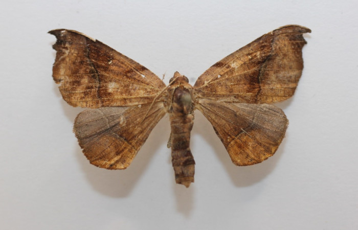  Adulto en posición dorsal de <i>Pero stuposaria</i> (Geometridae). Sector San Cristobóbal, Sendero Huerta. Voucher.19-SRNP-1764-DHJ958674