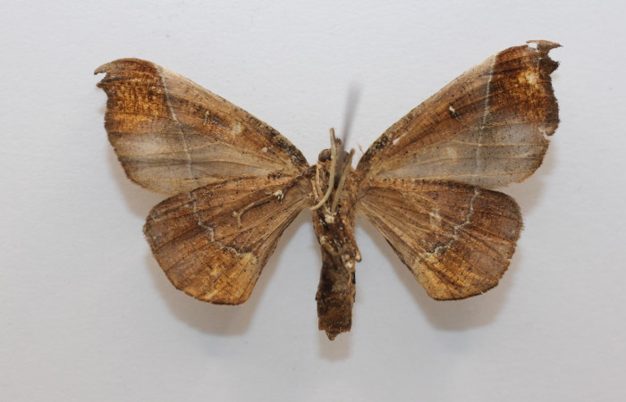  Adulto en posición ventral de <i>Pero stuposaria</i> (Geometridae). Sector San Cristobóbal, Sendero Huerta. Voucher.19-SRNP-1764-DHJ958675