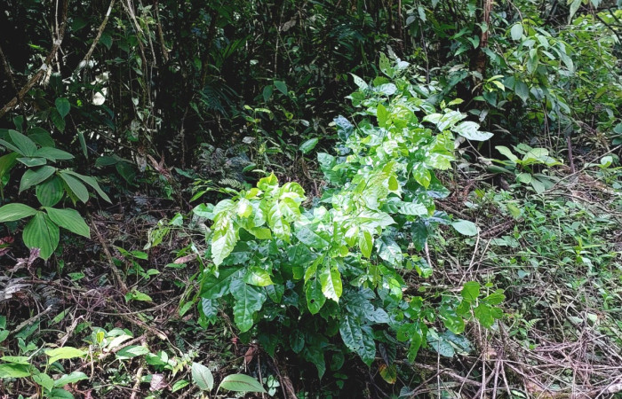  <i>Lonchocarpus guatemalensis</i> (Fabaceae), planta juvenil hospedera de <i>Pero stuposaria</i> (Geometridae. Sector San. Cristóbal, Sendero Huerta. Foto, Elda Araya