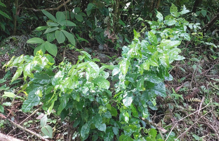  <i>Lonchocarpus guatemalensis</i> (Fabaceae), planta  juvenil hospedera de <i>Pero stuposaria</i> (Geometridae. Sector San. Cristóbal, Sendero Huerta. Foto, Elda Araya