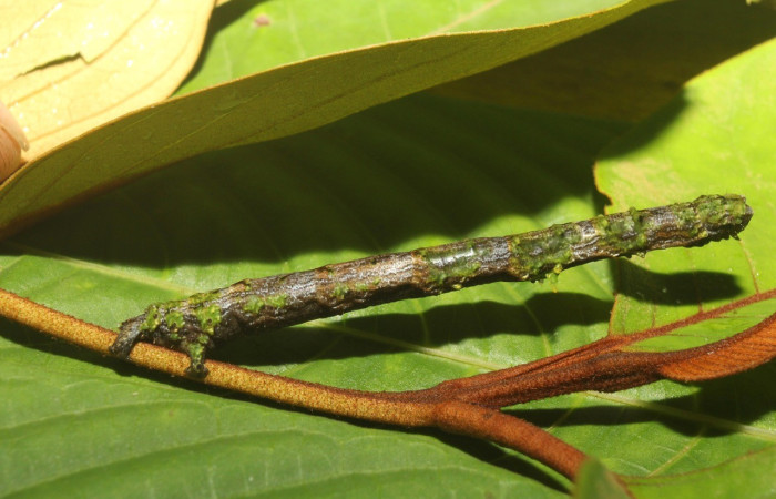  Larva en posición lateral de <i>Pero coronata</i> (Geometridae), U estadio. Sector Pitilla, Medrano. Voucher 18-SRNP-70707-DHJ741989.jpg.
