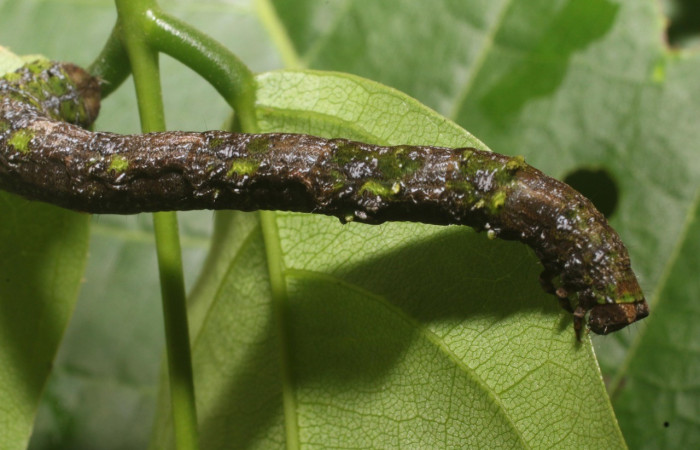  Larva en posición lateral de <i>Pero stuposaria</i> (Geometridae), U estadio. Sector San Cristóbal, Sendero Huerta. Voucher 19-SRNP-1764-DHJ758974.jpg.