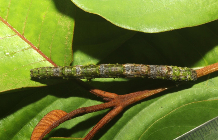  Larva en posición dorsal de <i>Pero coronata</i> (Geometridae), U estadio. Sector Pitilla, Estación Quico. Voucher 18-SRNP-70707-DHJ741984.jpg.