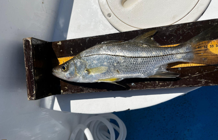 Marcaje de peces, torneo de pesca científica, 5 de octubre 2024,AMMBSE, foto: CC-Mar