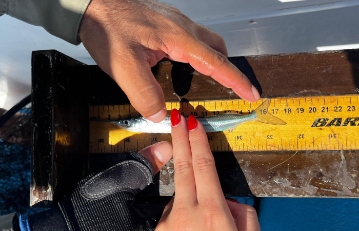 Marcaje de peces, torneo de pesca científica, 5 de octubre 2024,AMMBSE, foto: CC-Mar