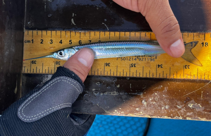 Marcaje de peces, torneo de pesca científica, 5 de octubre 2024,AMMBSE, foto: CC-Mar
