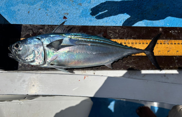 Marcaje de peces, torneo de pesca científica, 5 de octubre 2024,AMMBSE, foto: CC-Mar