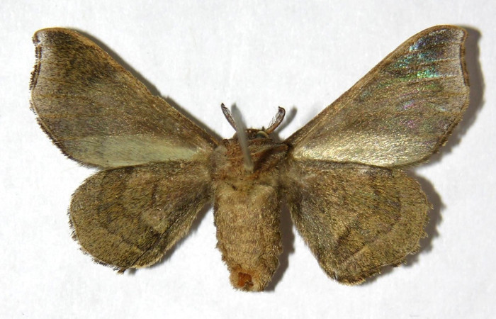 Figura 18. Adulto de <i>Quentalia</i> surynortaDHJ03 (Bombycidae), hembra vista dorsal, localidad Estación San Gerardo, Sector San Gerardo ACG (575). Voucher:00-SRNP-16165-DHJ329605 jpg.