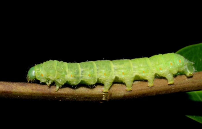 Figura 15. Larva <i>Quentalia</i> surynortaDHJ03 (Bombycidae), último estadío (U) vista lateral, localidad Punta Plancha, Sector Mundo Nuevo ACG (420). Voucher: 07-SRNP-56801-DHJ423018.jpg.