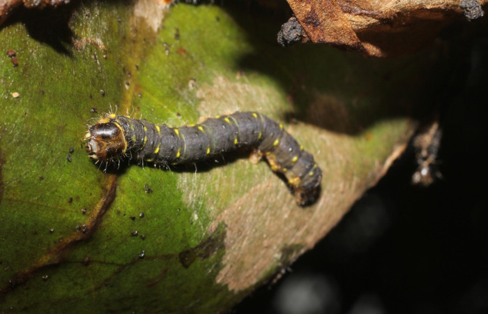 Figura 3. Larva <i>Quentalia</i> lividiaDHJ02 (Bombycidae), último estadío (U) vista dorsal, localidad Estación San Gerardo, Sector San Gerardo ACG (575). Voucher: 17-SRNP-1574-DHJ704605.jpg.