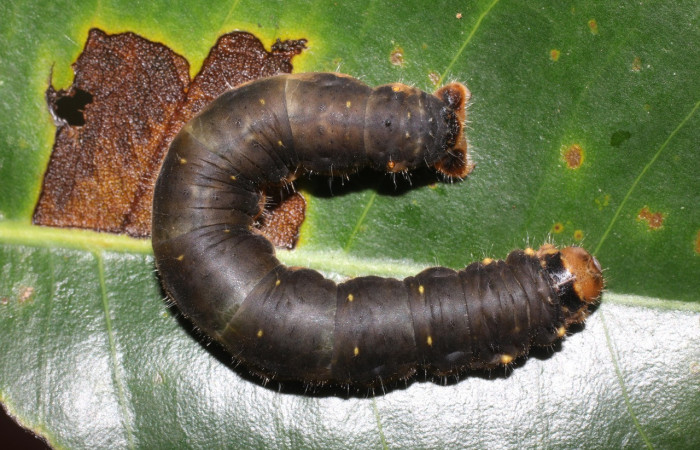 Figura 4. Larva <i>Quentalia</i> lividiaDHJ02 (Bombycidae), último estadío (U) vista dorsal, localidad Estación San Gerardo, Sector San Gerardo ACG (575). Voucher: 17-SRNP-1574-DHJ704610.jpg.