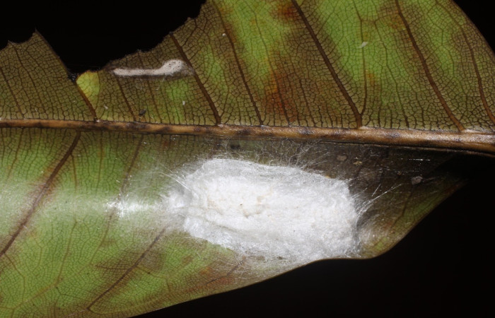 Figura 8. Capullo de <i>Quentalia</i> lividiaDHJ02 (Bombycidae), vista lateral, localidad Estación San Gerardo, Sector San Gerardo ACG (575). Voucher: 17-SRNP-1574-DHJ704628.jpg.