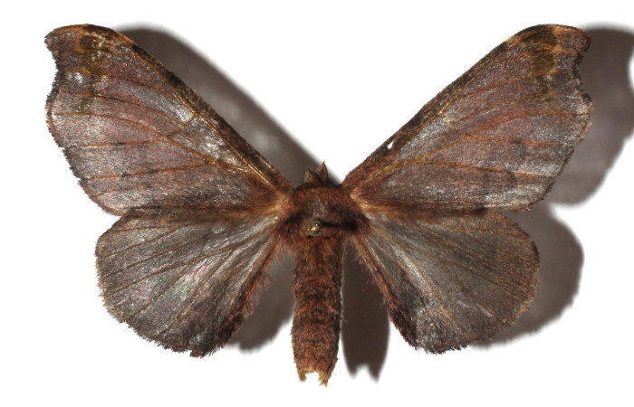 Figura 11. Adulto de <i>Quentalia</i> lividiaDHJ02 (Bombycidae), macho vista dorsal, localidad Estación San Gerardo, Sector San Gerardo ACG (575). Voucher: 17-SRNP-1607-DHJ930584 jpg.