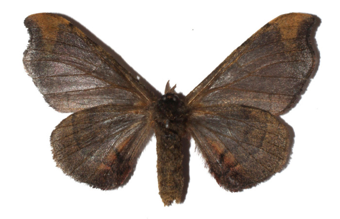 Figura 12. Adulto de <i>Quentalia</i> lividiaDHJ02 (Bombycidae), macho vista dorsal, localidad Estación San Gerardo, Sector San Gerardo ACG (575). Voucher: 17-SRNP-1607-DHJ930585.jpg.