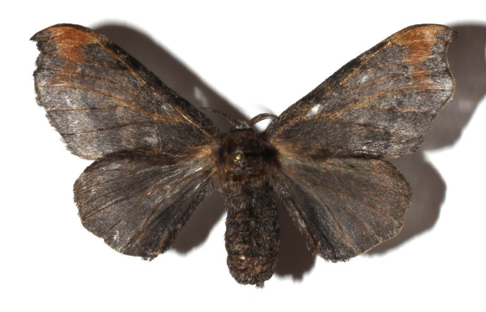 Figura 13. Adulto de <i>Quentalia</i> lividiaDHJ02 (Bombycidae), hembra vista dorsal, localidad Estación San Gerardo, Sector San Gerardo ACG (575). Voucher: 17-SRNP-1694-DHJ930586 jpg.