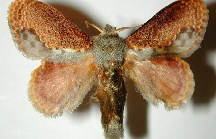 Fig. 10 Adulto <i>Euglyphis lankesteri</i>(Lasiocampidae), vista diagonal mide 36mm. Sendero Derrunbe, Sector Caco, 1220m.97-SRNP-1152-DHJ33224.