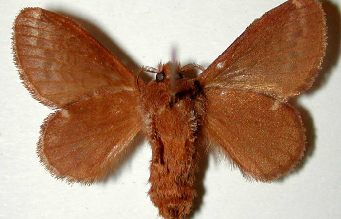 Fig. 2 Adulto <i>Euglyphis gutturalis</i> (Lasiocampidae), vista ventral mide 28mm. Porton Rivas, Sector Mundo Nuevo, 570m. 99-SRNP-11414-DHJ33207