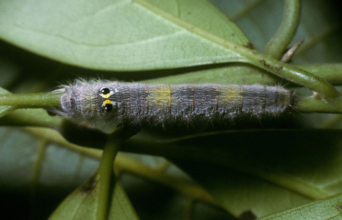 Fig. 6 Larva <i>Euglyphis gutturalis</i> (Lasiocampidae), Porton Rivas, Sector Mundo Nuevo, 570m. 04-SRNP-13042-DHJ86277.jpg.jpg