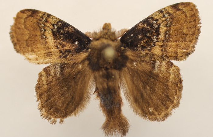 Fig. 7 Adulto <i>Euglyphis maria</i> (Lasiocampidae), vista diagonal mide 28mm. Flecha, Sector Rincon Rain Forest, 491m.19-SRNP-80567-DHJ952716.