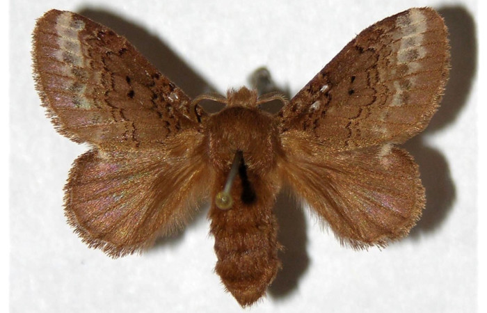 Fig. 8 Adulto <i>Euglyphis gutturalis</i>(Lasiocampidae), vista diagonal mide 28mm. Porton Rivas, Sector Mundo Nuevo, 570m. 99-SRNP-11414-DHJ319476.