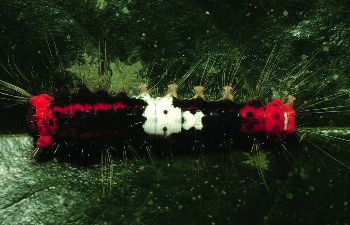 Fig. 09 Larva <i>Euglyphis lankesteri</i>(Lasiocampidae), vista diagonal mide 28mm. Sendero Derrunbe, Sector Caco, 1220m. 97-SRNP-1152-DHJ40955.jpg