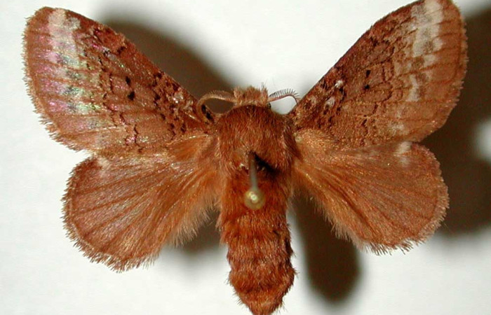 Fig. 1 Adulto <i>Euglyphis gutturalis</i> (Lasiocampidae), vista diagonal mide 28mm. Porton Rivas, Sector Mundo Nuevo, 570m. 99-SRNP-11414-DHJ33206